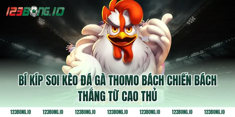 Bí kíp soi kèo đá gà thomo bách chiến bách thắng từ cao thủ