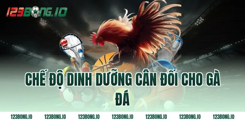 Chế độ dinh dưỡng cân đối cho gà đá