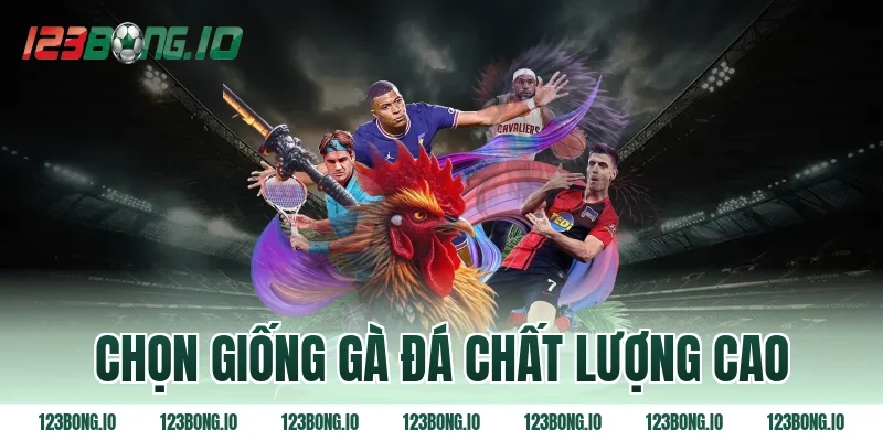 Chọn giống gà đá chất lượng cao