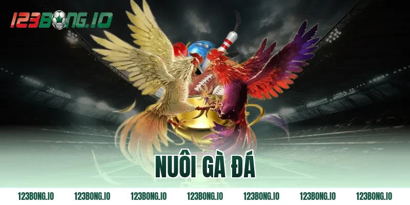 nuôi gà đá